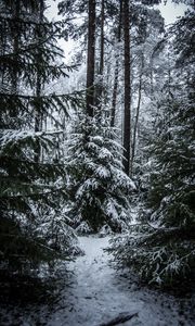 Preview wallpaper spruces, trees, snow, forest, winter