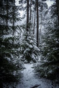 Preview wallpaper spruces, trees, snow, forest, winter