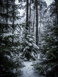 Preview wallpaper spruces, trees, snow, forest, winter