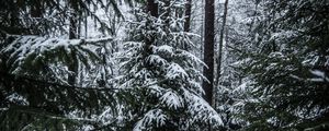 Preview wallpaper spruces, trees, snow, forest, winter