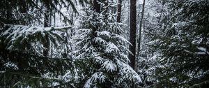 Preview wallpaper spruces, trees, snow, forest, winter