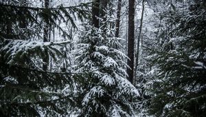 Preview wallpaper spruces, trees, snow, forest, winter