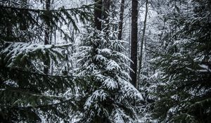 Preview wallpaper spruces, trees, snow, forest, winter