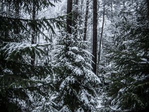 Preview wallpaper spruces, trees, snow, forest, winter