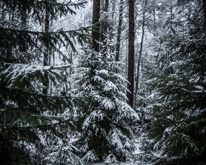 Preview wallpaper spruces, trees, snow, forest, winter