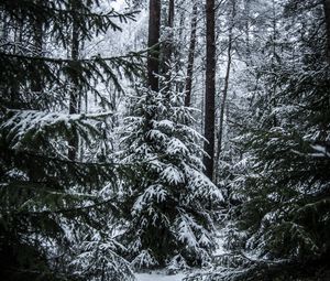 Preview wallpaper spruces, trees, snow, forest, winter