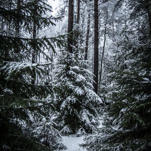 Preview wallpaper spruces, trees, snow, forest, winter