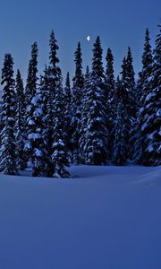 Preview wallpaper spruces, trees, snow, winter, night