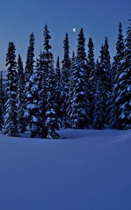 Preview wallpaper spruces, trees, snow, winter, night