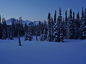 Preview wallpaper spruces, trees, snow, winter, night