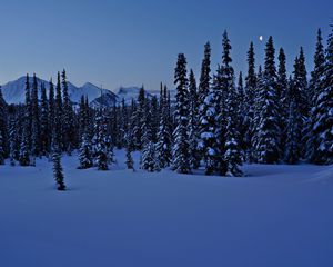 Preview wallpaper spruces, trees, snow, winter, night