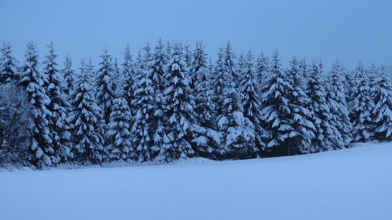 Wallpaper spruces, trees, snow, winter, nature, blue
