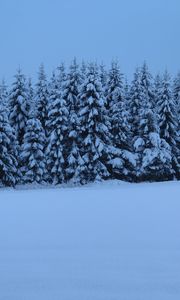 Preview wallpaper spruces, trees, snow, winter, nature, blue