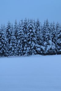 Preview wallpaper spruces, trees, snow, winter, nature, blue