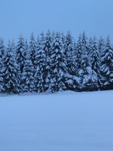 Preview wallpaper spruces, trees, snow, winter, nature, blue