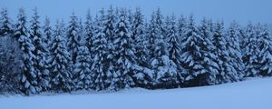 Preview wallpaper spruces, trees, snow, winter, nature, blue