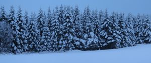 Preview wallpaper spruces, trees, snow, winter, nature, blue