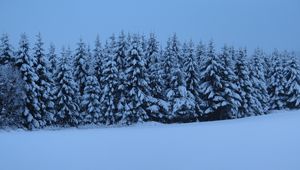 Preview wallpaper spruces, trees, snow, winter, nature, blue