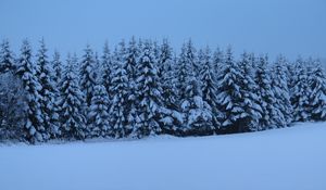 Preview wallpaper spruces, trees, snow, winter, nature, blue