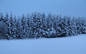 Preview wallpaper spruces, trees, snow, winter, nature, blue
