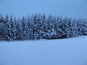 Preview wallpaper spruces, trees, snow, winter, nature, blue