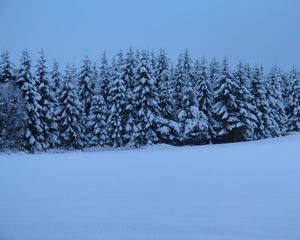 Preview wallpaper spruces, trees, snow, winter, nature, blue