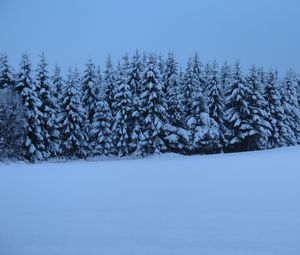 Preview wallpaper spruces, trees, snow, winter, nature, blue