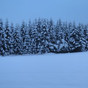 Preview wallpaper spruces, trees, snow, winter, nature, blue