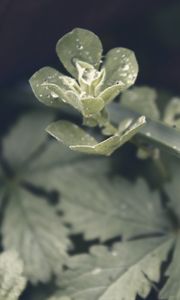 Preview wallpaper spurge, drops, rain, leaves, macro