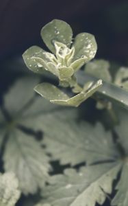 Preview wallpaper spurge, drops, rain, leaves, macro