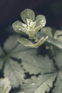 Preview wallpaper spurge, drops, rain, leaves, macro