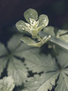 Preview wallpaper spurge, drops, rain, leaves, macro