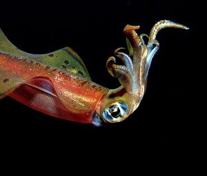 Preview wallpaper squid, underwater, swim, antennae