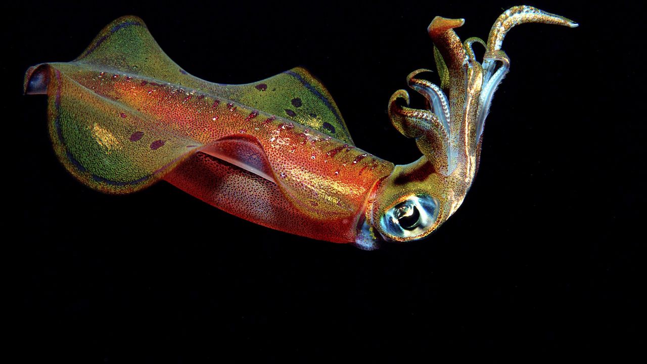 Wallpaper squid, underwater, swim, antennae hd, picture, image