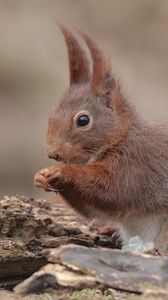 Preview wallpaper squirrel, animal, baby, sit