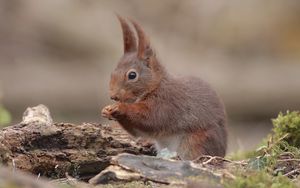 Preview wallpaper squirrel, animal, baby, sit