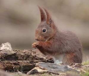 Preview wallpaper squirrel, animal, baby, sit