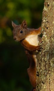 Preview wallpaper squirrel, animal, bark, tree, blur, wildlife