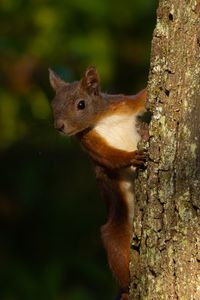 Preview wallpaper squirrel, animal, bark, tree, blur, wildlife