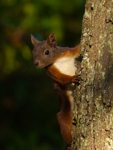 Preview wallpaper squirrel, animal, bark, tree, blur, wildlife