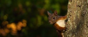 Preview wallpaper squirrel, animal, bark, tree, blur, wildlife