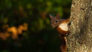 Preview wallpaper squirrel, animal, bark, tree, blur, wildlife