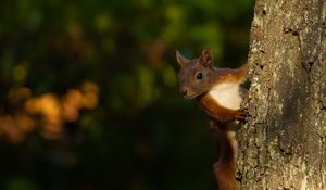 Preview wallpaper squirrel, animal, bark, tree, blur, wildlife