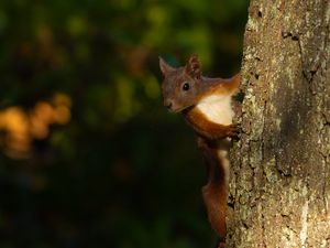 Preview wallpaper squirrel, animal, bark, tree, blur, wildlife