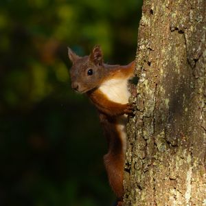 Preview wallpaper squirrel, animal, bark, tree, blur, wildlife