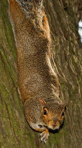 Preview wallpaper squirrel, animal, bark, tree, wildlife, funny