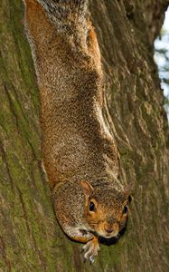 Preview wallpaper squirrel, animal, bark, tree, wildlife, funny