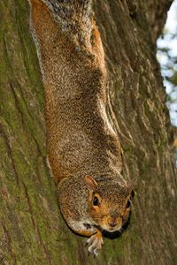 Preview wallpaper squirrel, animal, bark, tree, wildlife, funny