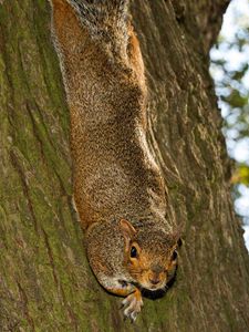 Preview wallpaper squirrel, animal, bark, tree, wildlife, funny