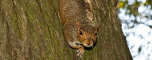 Preview wallpaper squirrel, animal, bark, tree, wildlife, funny